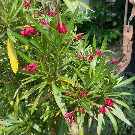 Vakantiehuis Du Presbytere D'envaux, Ravissante Maison De Charme Port-dʼEnvaux